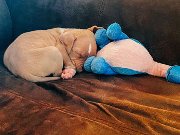 High angle view of puppy sleeping on sofa at home