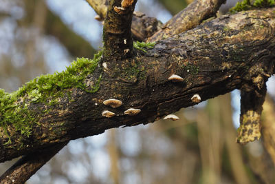 Close-up of moss growing on tree trunk