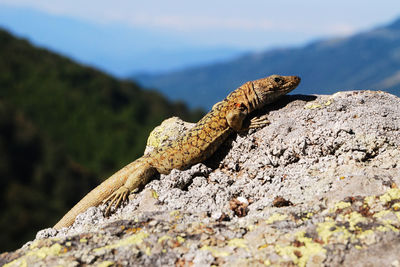 Close-up of lizard on rock