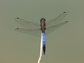 Close-up of dragonfly on twig