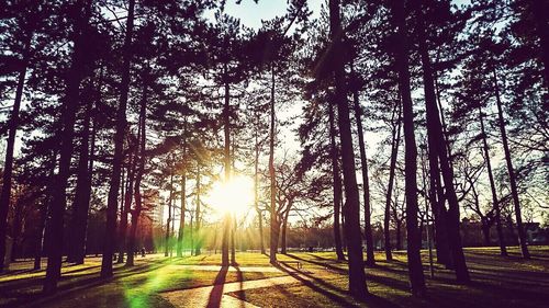 Sun shining through trees