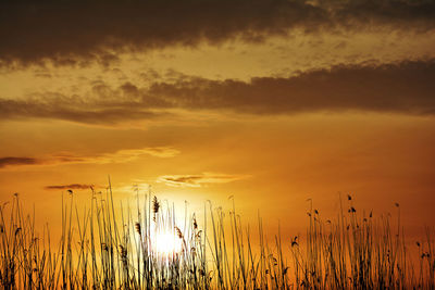 Silhouette plants against sky during sunset