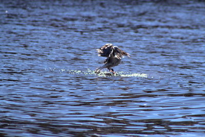 Bird in lake