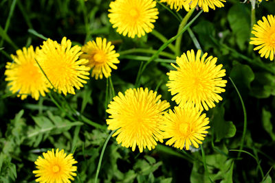 Close-up of yellow flowering plants in park