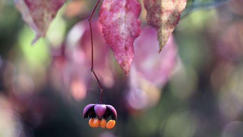 Close-up of pink flowering plant hanging outdoors