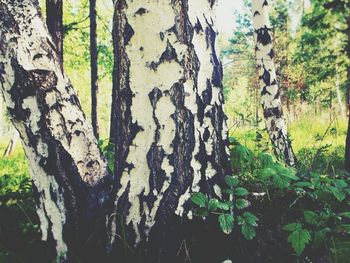 Close-up of tree trunk