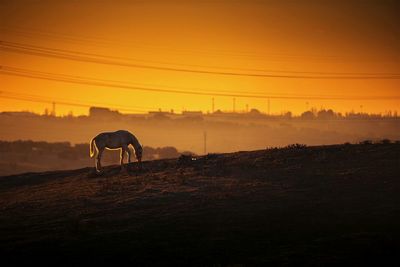 Horse grazing on field during sunrise