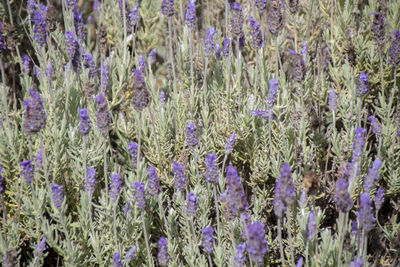 Full frame shot of flowering plants on field
