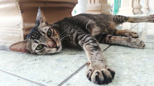 Close-up of cat lying on floor