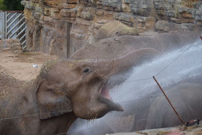 Close-up of elephant in water