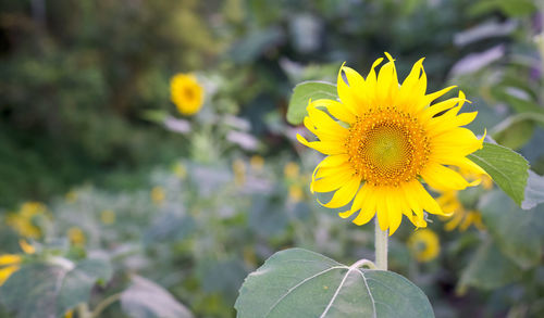 Close-up of yellow flower against blurred background