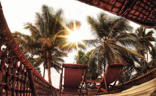 Low angle view of palm trees against sky