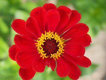 Close-up of red flower