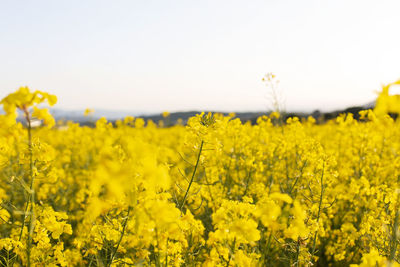 Scenic view of yellow flowers field against sky