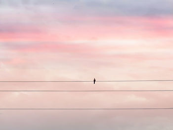 Low angle view of bird perching on cable against sky