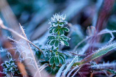 frost