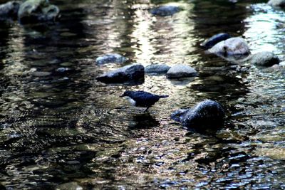 Close-up of birds in water