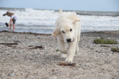 Close-up of dog walking on beach