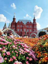 Flowering plants by building against sky