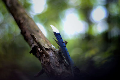 Close-up of leaf on tree trunk