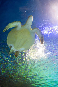 Close-up of fish swimming in sea