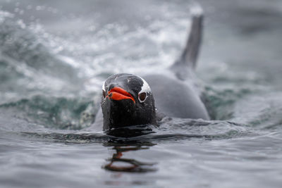 Gentoo penguin swims towards camera in sea