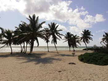 Palm trees on beach against sky