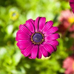 Close-up of flower blooming outdoors