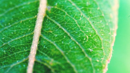 Macro shot of wet leaf