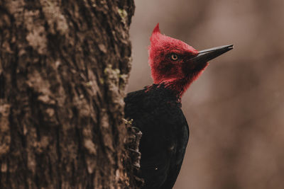 Close-up of bird on tree trunk