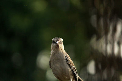 Close-up of bird perching on a tree