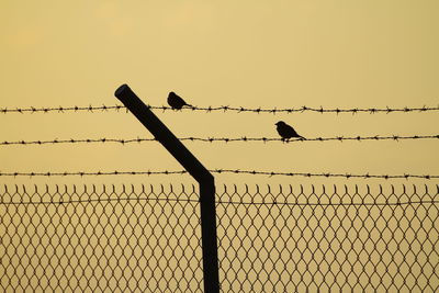 Silhouette birds perching on fence against sky during sunset
