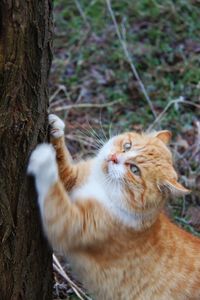 View of a cat on tree trunk