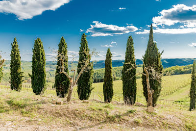 Panoramic view of agricultural field against sky