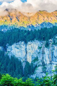 Close-up of tree by mountain against sky