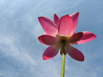 Low angle view of pink lotus water lily against sky