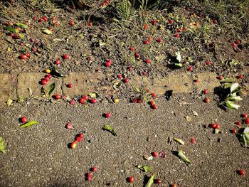 High angle view of red berries on field