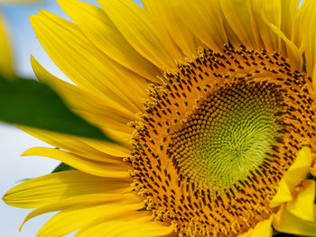 Close-up of sunflower