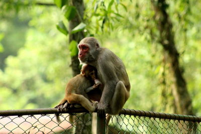 Monkey sitting on a tree