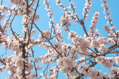 Low angle view of cherry blossoms in spring