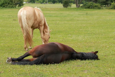 Horse grazing in field