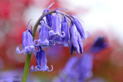 Close-up of flowers against blurred background