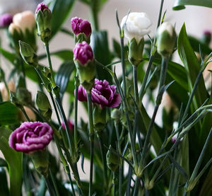 Close-up of flowers blooming outdoors