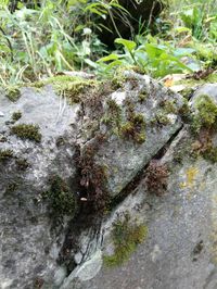 High angle view of moss growing on rock