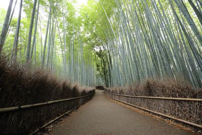 Footpath amidst trees in forest