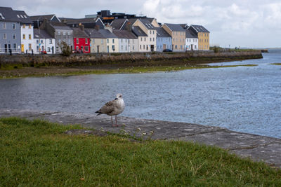 Seagull on field by sea against sky