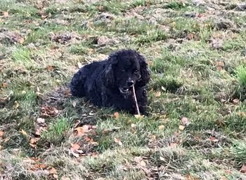 Black dog on field