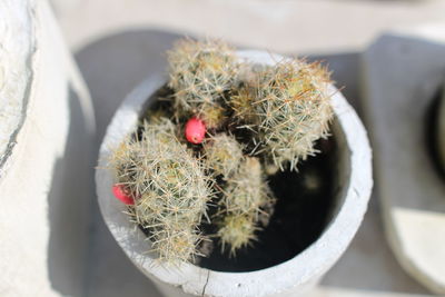 Close-up of succulent plant