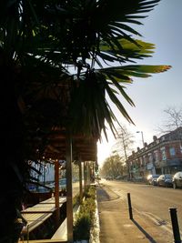 Palm trees in city against sky