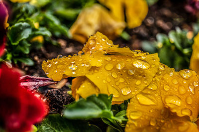 Close-up of raindrops on leaf